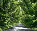 Green arch of tree crowns over the road Royalty Free Stock Photo