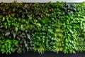 Green architecture. Green building with plants growing on facade. Sustainable green living in urban city. Eco friendly Royalty Free Stock Photo