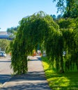 green archway formed by weeping tree over sidewalk.. Royalty Free Stock Photo
