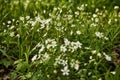 Green area of a big city ,small white flowers