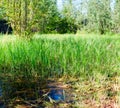 The green area of the house in the Yakut village in the North is flooded with a small puddle. Royalty Free Stock Photo