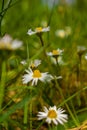 Among The Wildflowers