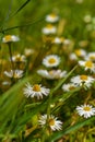 Among The Wildflowers