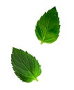 Green aroma mint leaves isolated