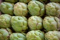 Green artichoke buds lie in rows for sale in market.