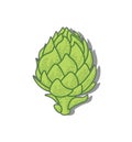 Green artichoke close-up isolated, healthy food concept, organic plant, vector illustration on white. Design element for