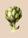 Green artichoke. Fresh food. Organic vegetarian. Watercolor botanical illustration. Isolated object on light beige background.