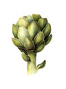 Green artichoke. Fresh food. Organic vegetarian. Watercolor botanical illustration. Isolated object on white background.