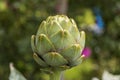 Green artichoke. Garden in the south of France. Royalty Free Stock Photo
