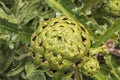 Green artichoke. Garden in the south of France. Royalty Free Stock Photo