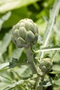 Green artichoke growing in a field