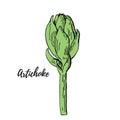 Green artichoke hand drawn vector illustration isolated on white. Fresh vegetable objects. Detailed vegetarian food Royalty Free Stock Photo