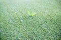 Green artificial grass ,Green plastic is made like a lawn. Leaves of a real plant growing among fake grass Royalty Free Stock Photo