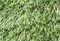 artificial grass texture. close-up, background.