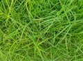 Green artificial grass textures background. Royalty Free Stock Photo