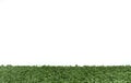 Green artificial grass on white background.