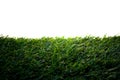 Green artificial grass on a white Royalty Free Stock Photo