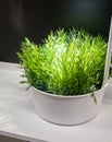 Green artificial plants in metal white painted bucket under lamp Royalty Free Stock Photo