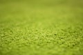 Green artificial turf pattern ,texture for background Royalty Free Stock Photo