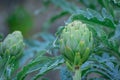 Green artishocs leaves in garden Royalty Free Stock Photo