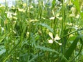 Green Arugula flowers bloom in the garden on a bright sunny day. bloom summer. green plants grow. roquette. rocket salad Royalty Free Stock Photo