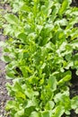 Green arugula in the garden in soil and pots, green vegetable. vertical photo