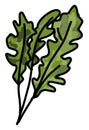 Green arugula, illustration, vector Royalty Free Stock Photo