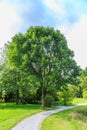 Green Ash, Fraxinus pennsylvanica var. subintegerrima, Royalty Free Stock Photo