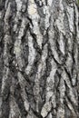 .Green ash tree bark texture Royalty Free Stock Photo