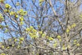 Green ash tree branch and blue sky. Springtime, closeup, copy space