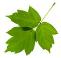 Green ash tree leaves Royalty Free Stock Photo