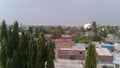 Green Ashoka trees under blue sky in India.