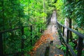 Green Asia Thailand jungle