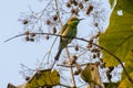 Green Asian Humming Bird