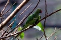 Green Asian Parrots