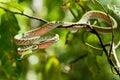 Green Asian Vine Snake Ahaetulla prasina Royalty Free Stock Photo