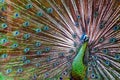 Green Asiatic peafowl with fanned colorful tail Royalty Free Stock Photo