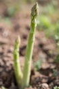 Green Asparagas , asparagus harvest Royalty Free Stock Photo