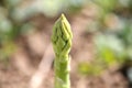 Green Asparagas , asparagus harvest Royalty Free Stock Photo