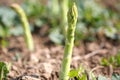 Green Asparagas , asparagus harvest Royalty Free Stock Photo