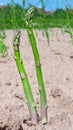 Green asparagus Royalty Free Stock Photo