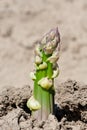 Green asparagus Royalty Free Stock Photo