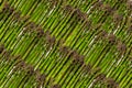 Green asparagus as a background. Royalty Free Stock Photo