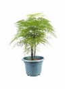 Green asparagus fern Royalty Free Stock Photo