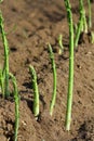 Green asparagus on the field