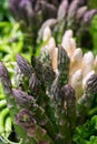 Green asparagus Royalty Free Stock Photo