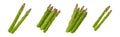 Green Asparagus Spears and Stalks Vegetable Vector Set Royalty Free Stock Photo