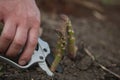 Asparagus. Fresh asparagus. Asparagus grows in the field. Pile of fresh asparagus on ground outdoors. Royalty Free Stock Photo