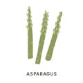 Green asparagus stems isolated on white. Raw fresh vegetables. Hand drawn vector illustration. Ingredient for