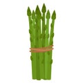 Green asparagus. Tied in bunch ripe asparagus, vector illustration